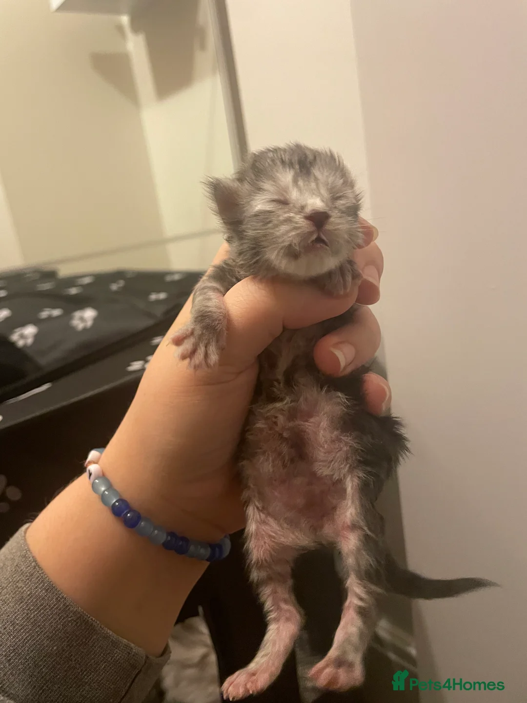 Maine Coon cats for sale: Beautiful Silver tabby Maine coon girls - Advert 11