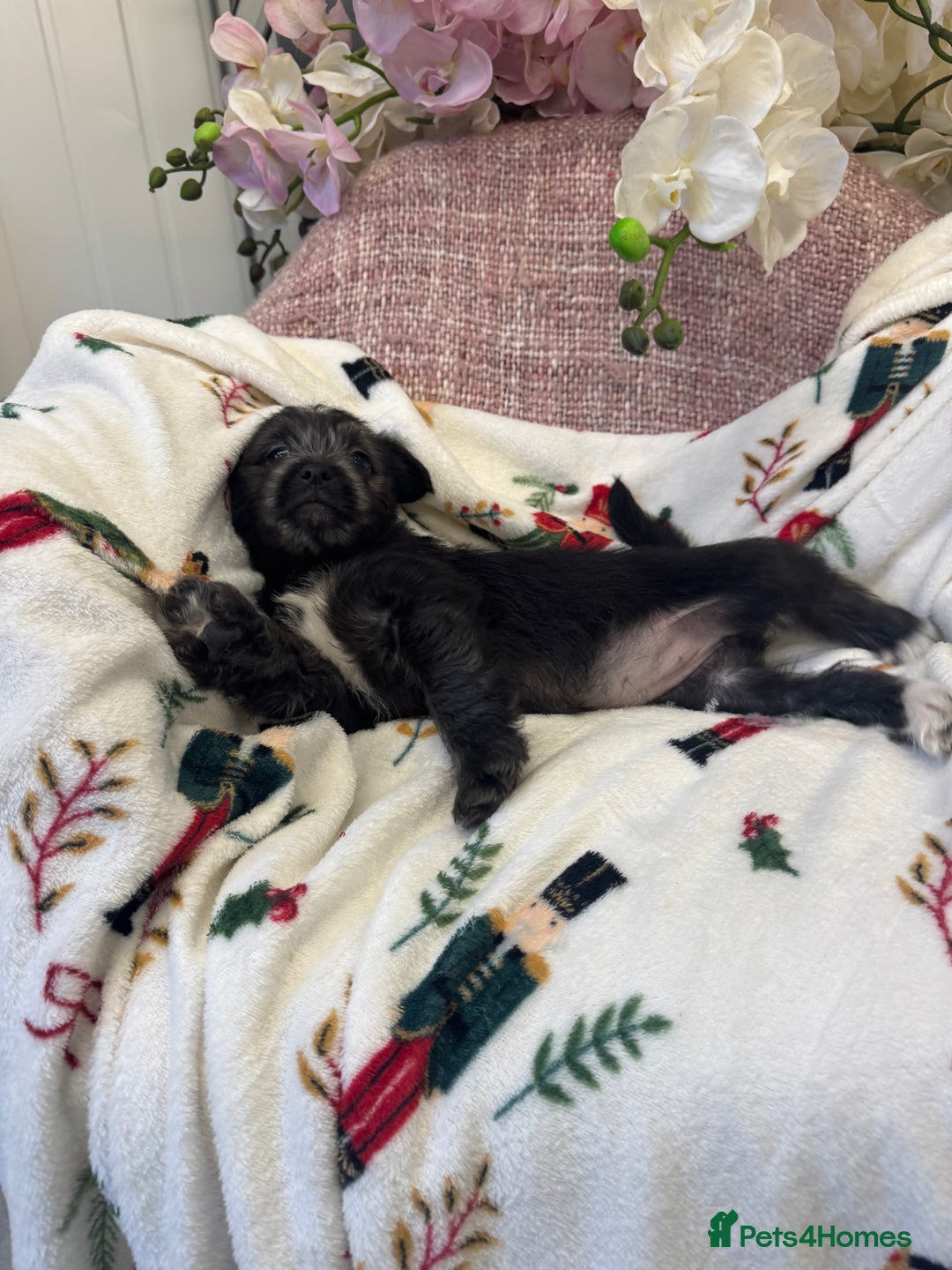 Jack Russell dogs for sale: Jack Russell  x Shitzu puppies  - Advert 6