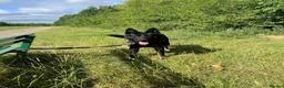 German Shepherd dogs for sale: German Shepherd male Read Add - Advert 4