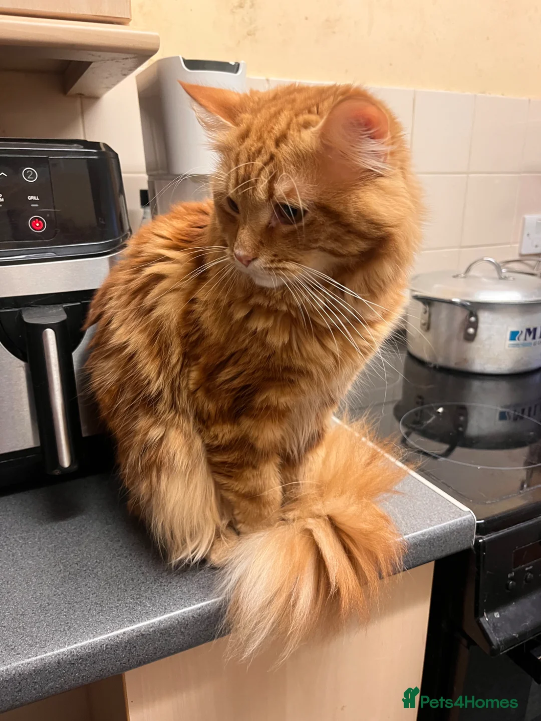 Maine Coon cats for sale: maincoon cross  - Advert 6