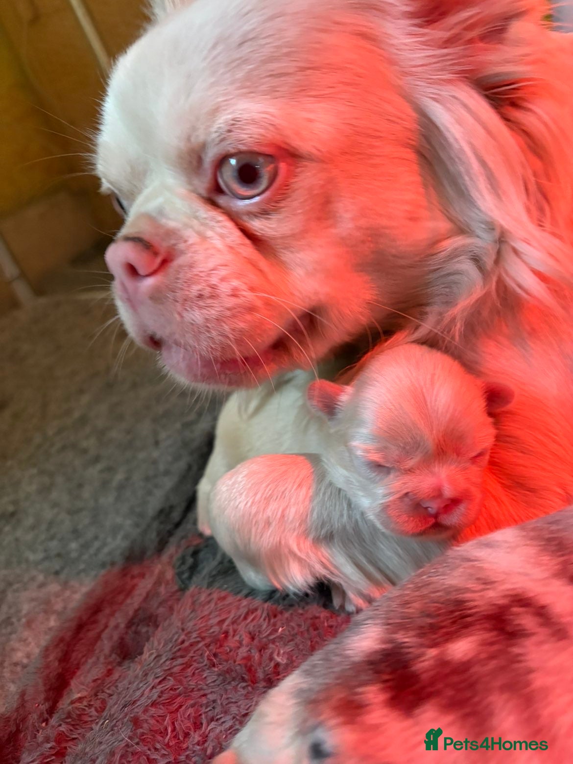 French Bulldog dogs Fluffy French bulldog puppies 🐕 - Advert 2