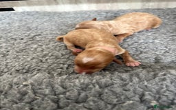 Mixed Breed dogs for sale: Australian Labradoodle  1 girl available - Image 11