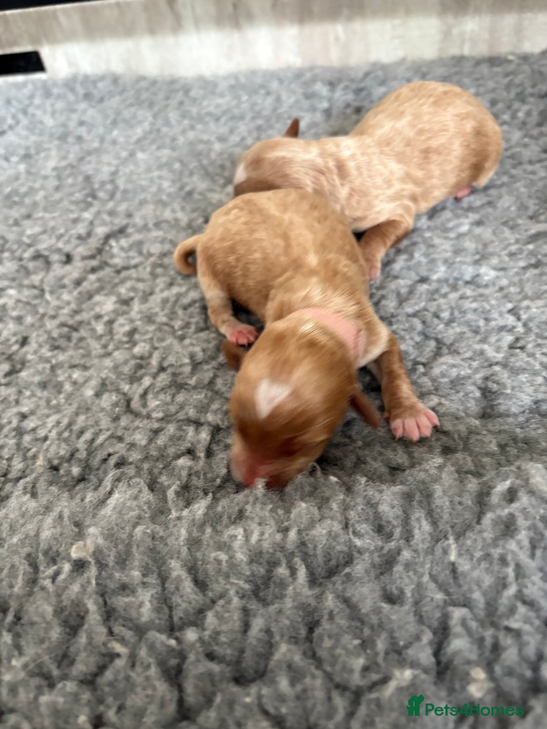 Mixed Breed dogs for sale: Australian Labradoodle  1 girl available - Image 11