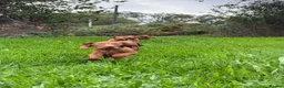 Hungarian Vizsla dogs for sale: Legally Docked KC Hungarian Vizsla Pups - Advert 11