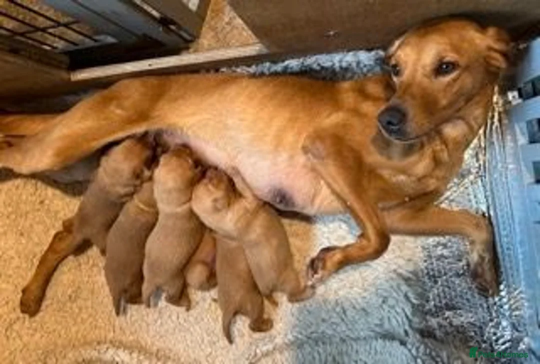 Labrador Retriever dogs for sale: OUTSTANDING KC Reg, FOX RED LABRADOR PUPPIES  - Advert 1