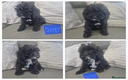 Cavapoo dogs for sale: Stunning Cavapoo last boy - ready now - Image 1