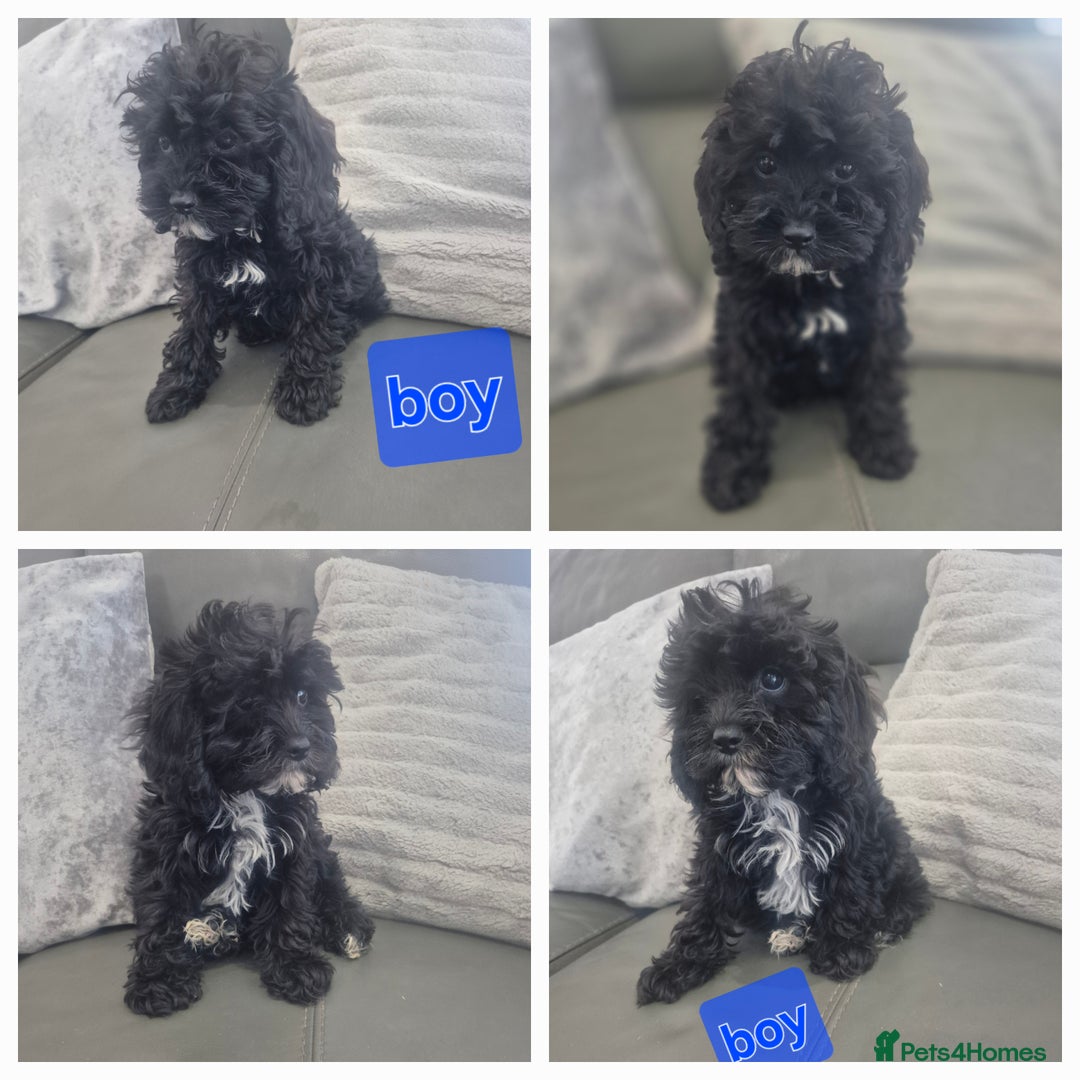 Cavapoo dogs for sale: Stunning Cavapoo last boy - ready now - Image 1