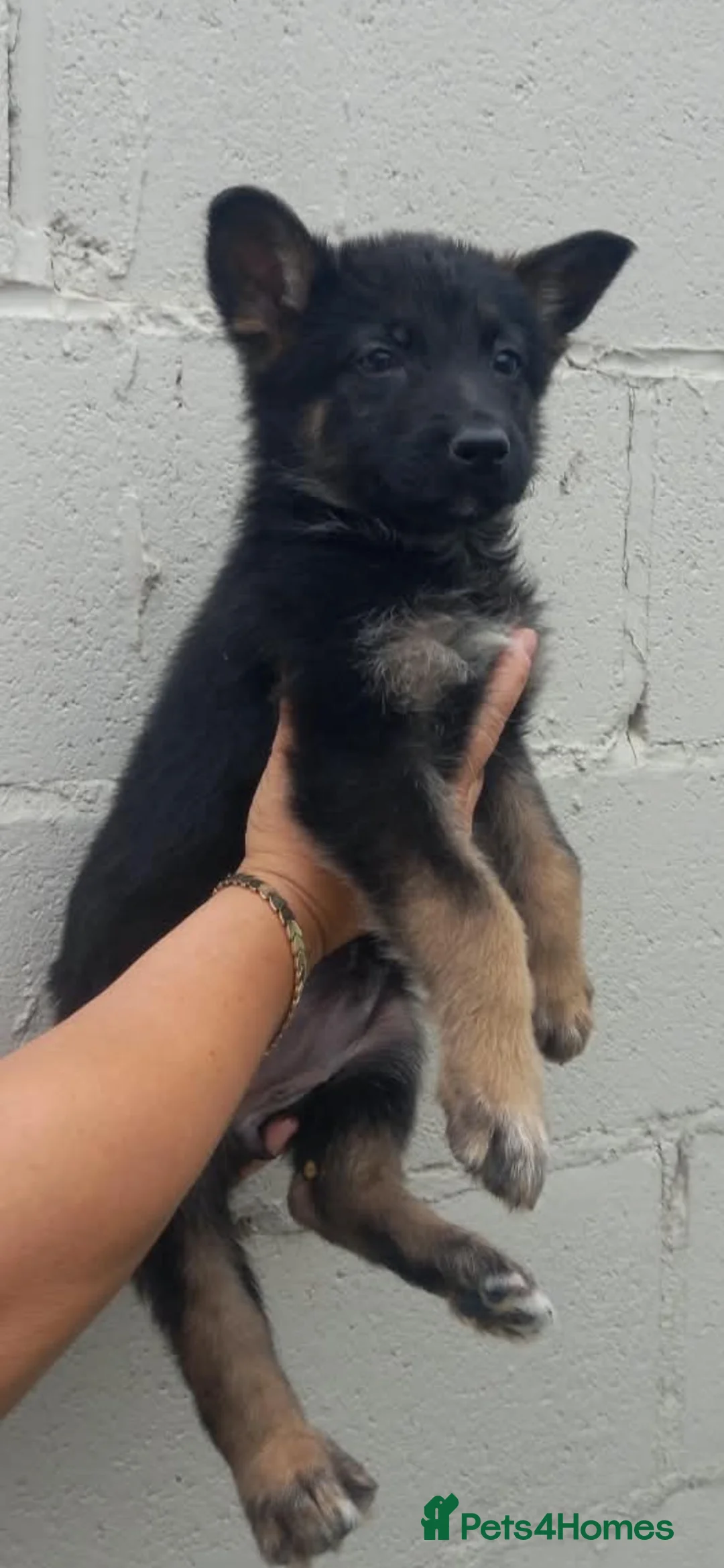 German Shepherd dogs for sale: German shepherd  - Advert 3
