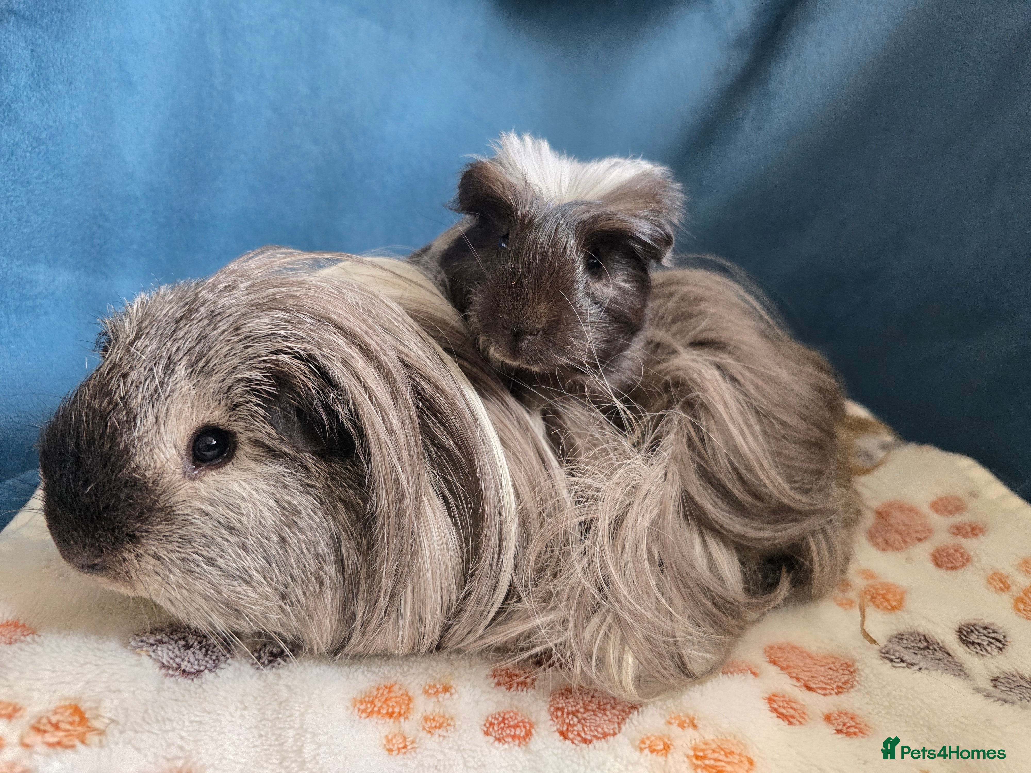 Guinea Pig rodents Father&son long haired swiss californian - Advert 4
