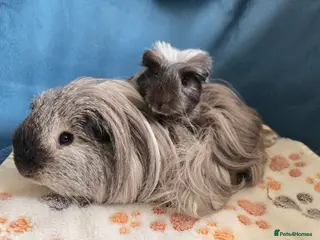 Guinea Pig rodents Father&son long haired swiss californian - Advert 4