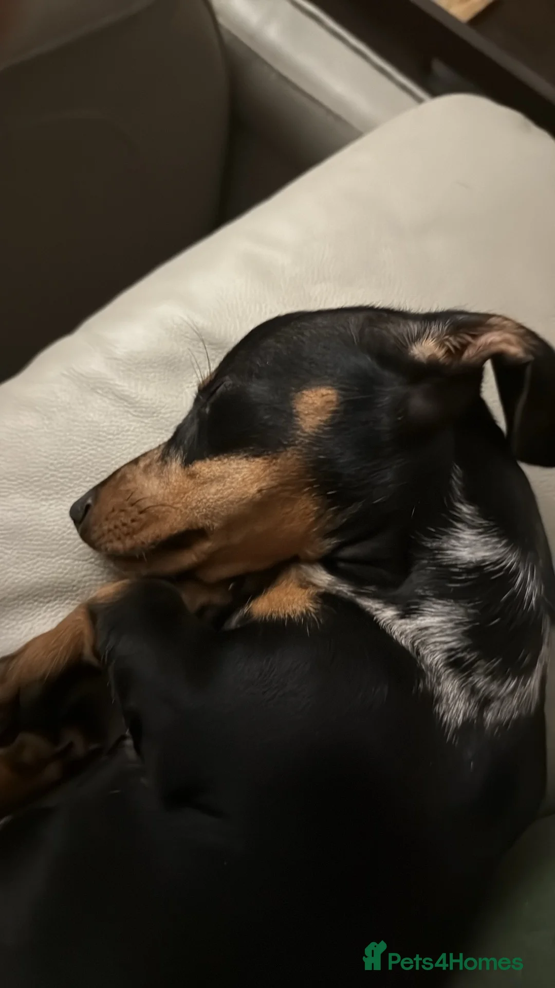 Miniature Dachshund dogs for sale: Miniture Dachsund  in March - Advert 2