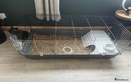 Guinea Pig rodents for sale: Black skinny pig - Image 4