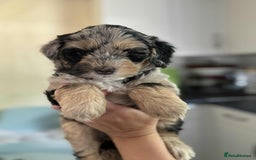 Sheepadoodle dogs for sale: F1b mini sheepadoodles - Image 19