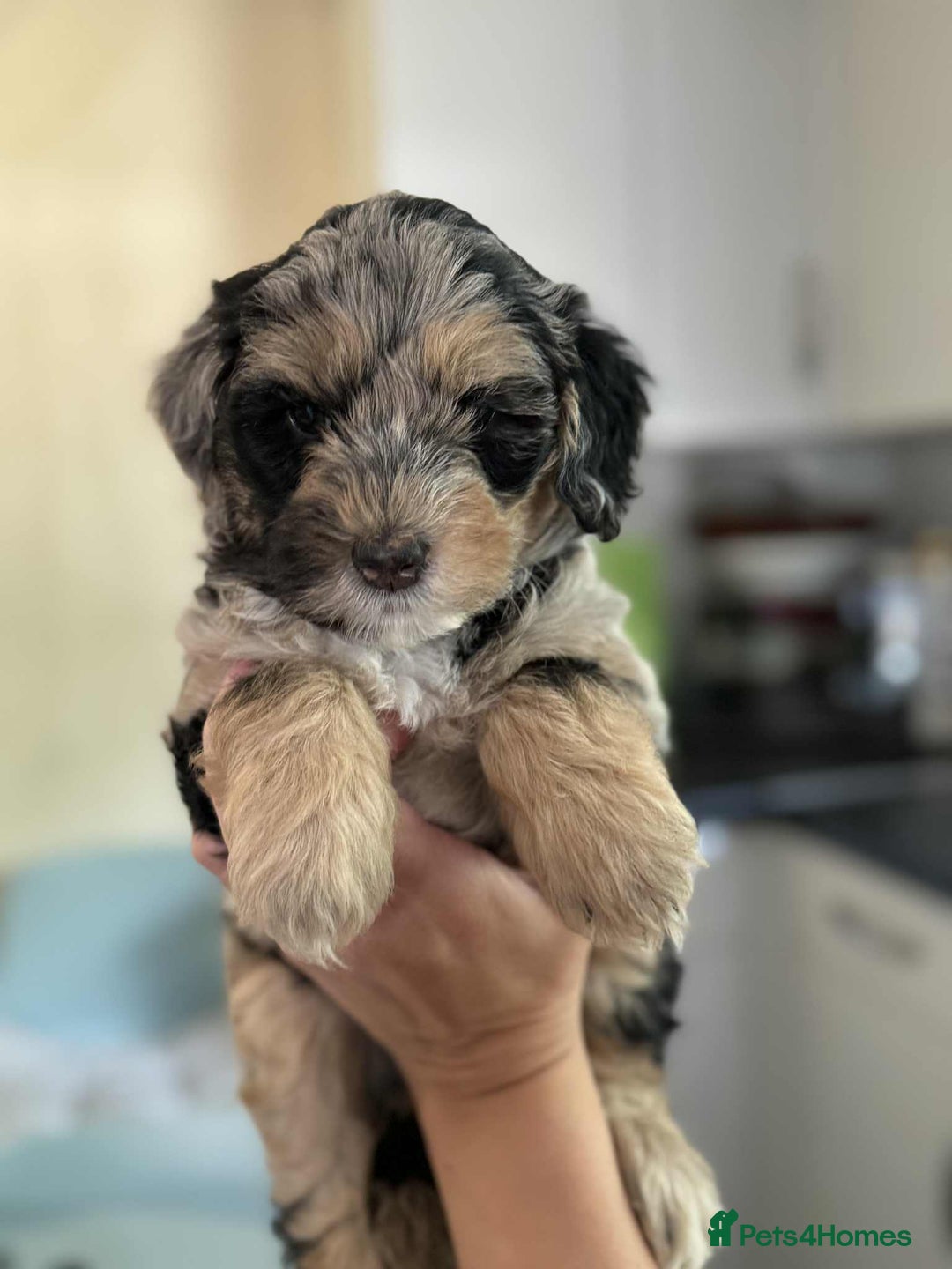 Sheepadoodle dogs for sale: F1b mini sheepadoodles - Image 19