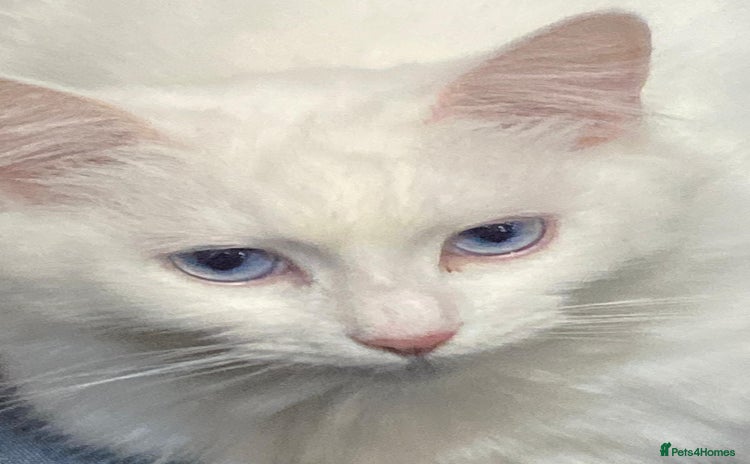Turkish Angora cats - Advert 1
