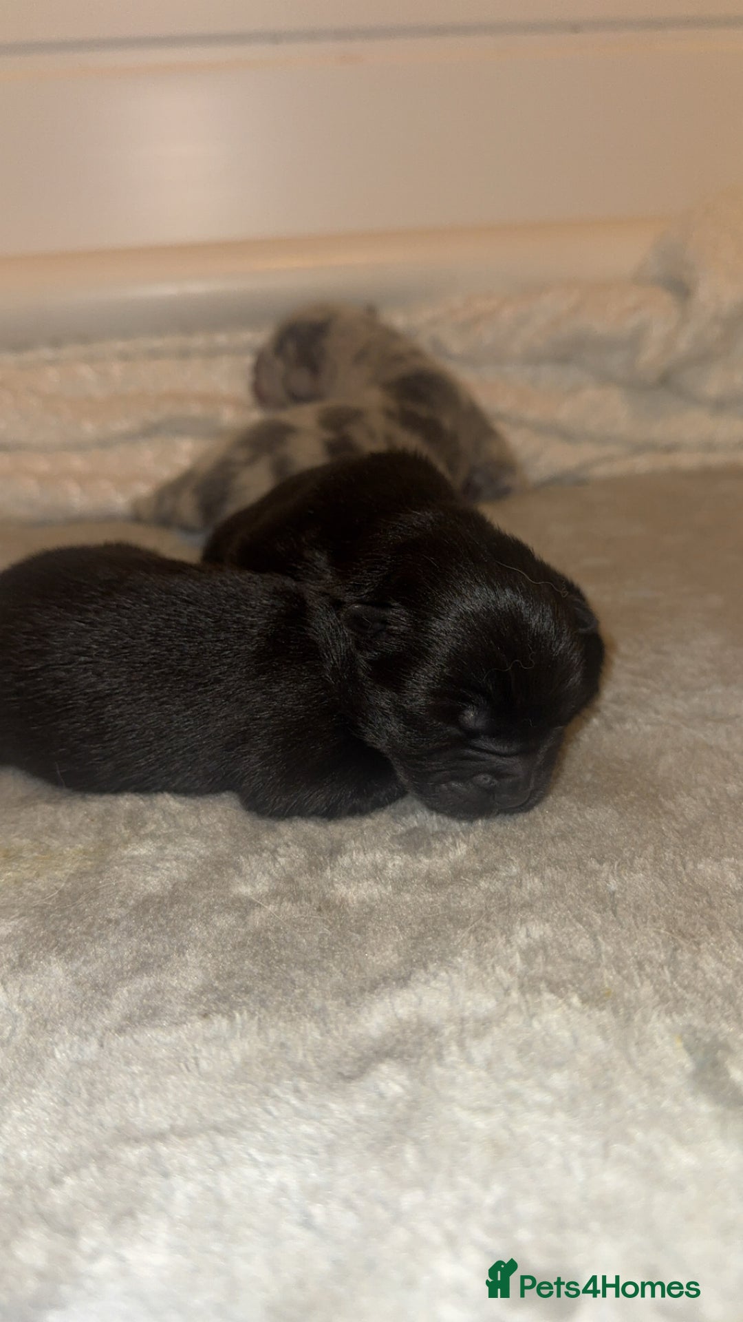 Chow Chow dogs for sale: Chow chow puppies for sale - Advert 2