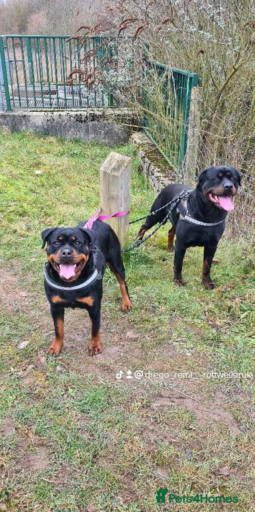 Rottweiler dogs for stud: **PROVEN** STUD ONLY  ROTTWEILER in Mansfield - Advert 4