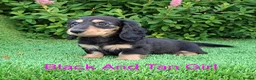 Dachshund dogs for sale: Stunning Long Coat Miniature Dachshund - Advert 13