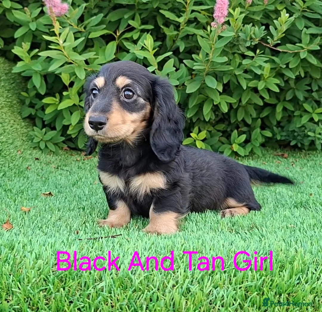 Dachshund dogs for sale: Stunning Long Coat Miniature Dachshund - Advert 13