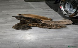 Mixed Breed dogs for sale: Chaffy puppies Chow x Staffy - Advert 6