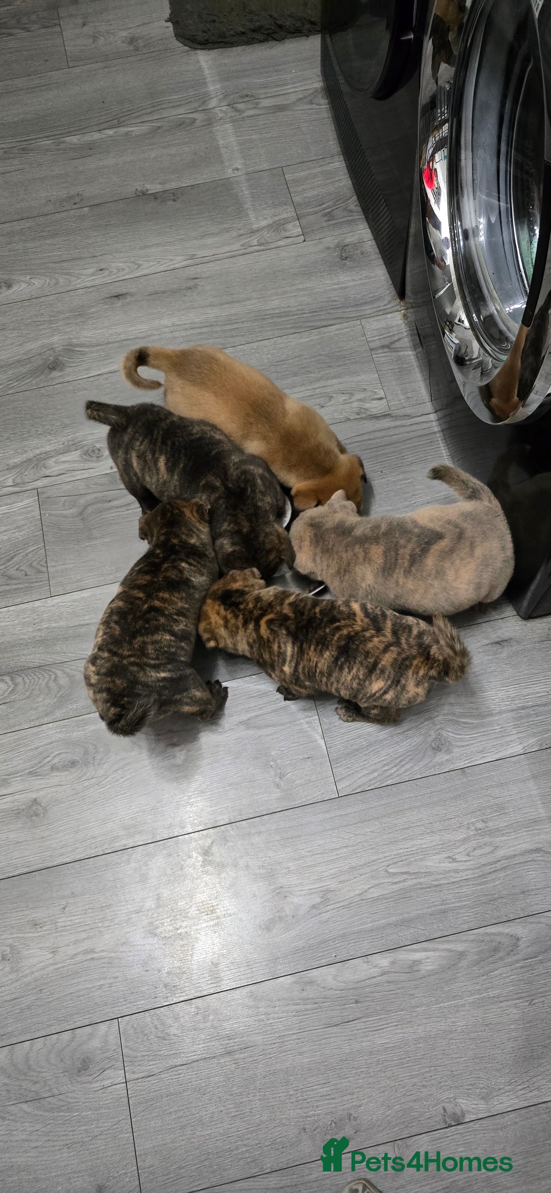 Mixed Breed dogs for sale: Chaffy puppies Chow x Staffy - Advert 6