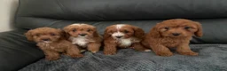 Cavapoo dogs for sale: Gorgeous CavaPoo puppies - Advert 5