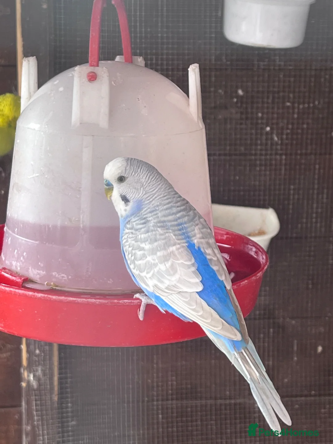 Budgerigars birds for sale: Budgies in Rotherham - Advert 2