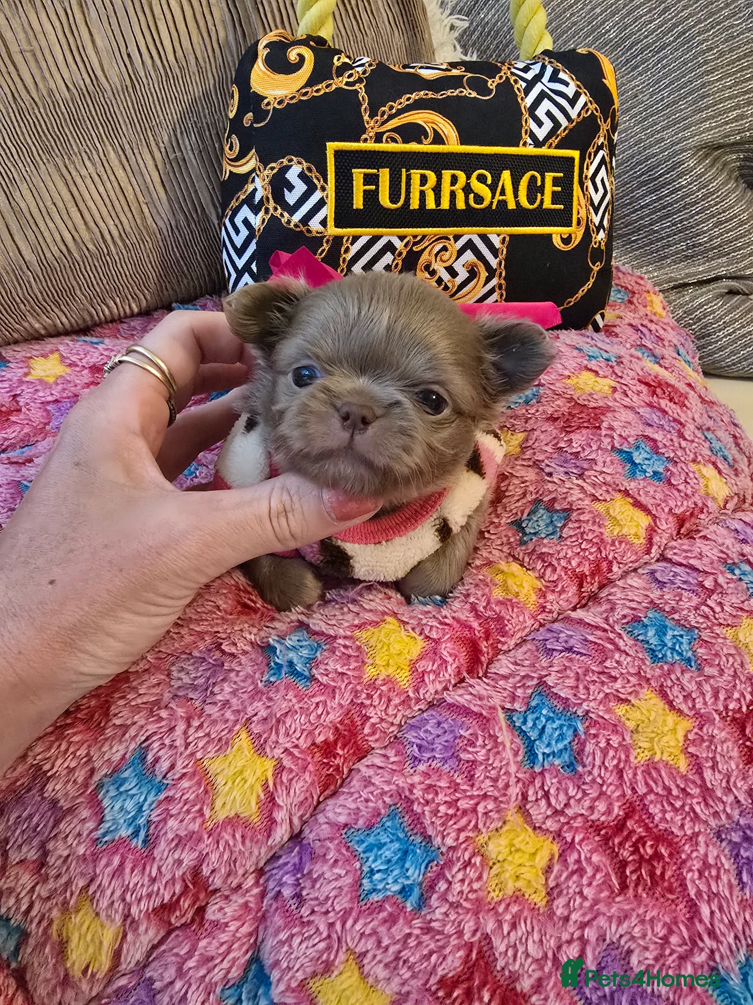 Chihuahua dogs for sale: Xx stunning kc chihuahua longcoat puppies Xx - Advert 24