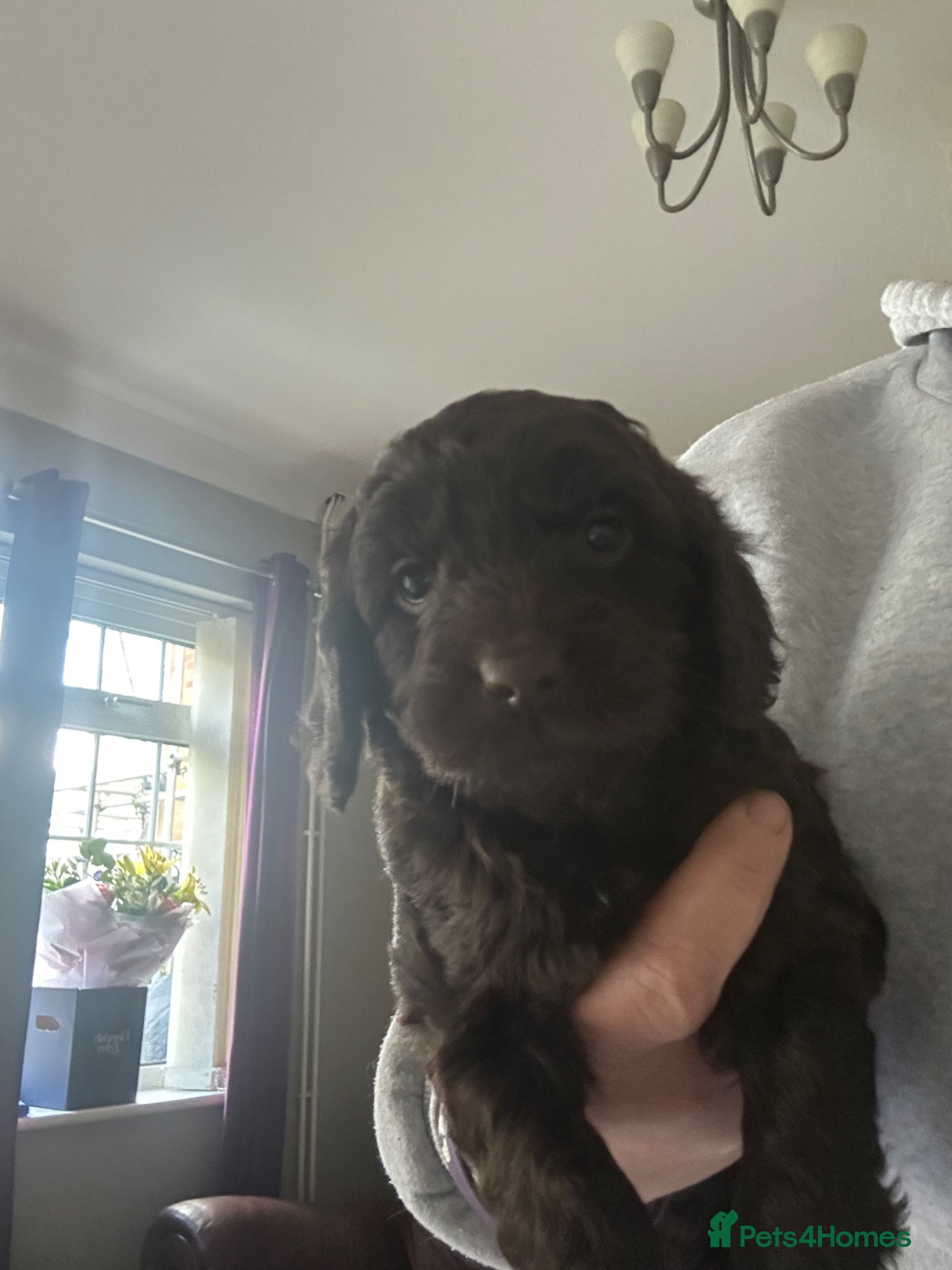 Cockapoo dogs Cockapoo F1 - Advert 2