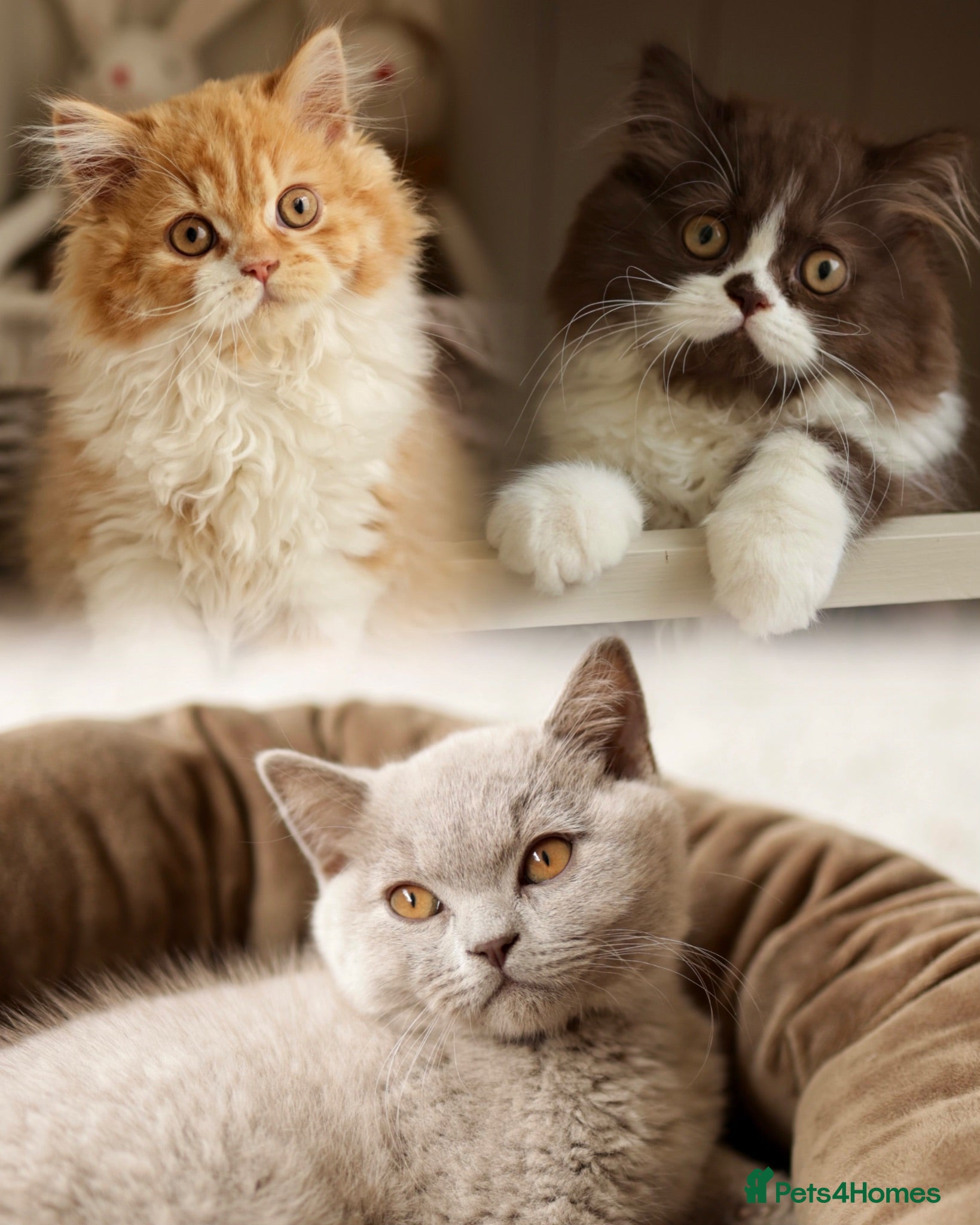 British Shorthair cats Choco Lilac Red Bicolour British Short Long-haird - Advert 2