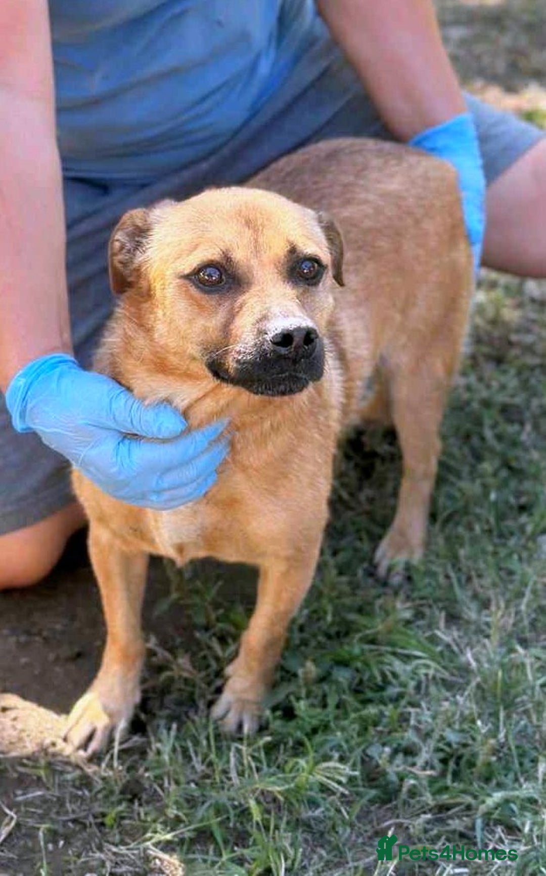 Mixed Breed dogs for adoption: 🐾 Duggie – a little Daug full of love 💛 - Advert 4