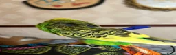 Budgerigars birds for sale: Harness trained English budgie - Advert 4