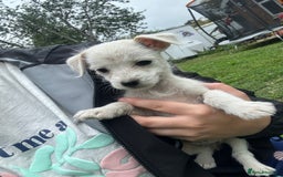 Jack Russell dogs for sale: 7 stunning jack russells for sale - Image 6
