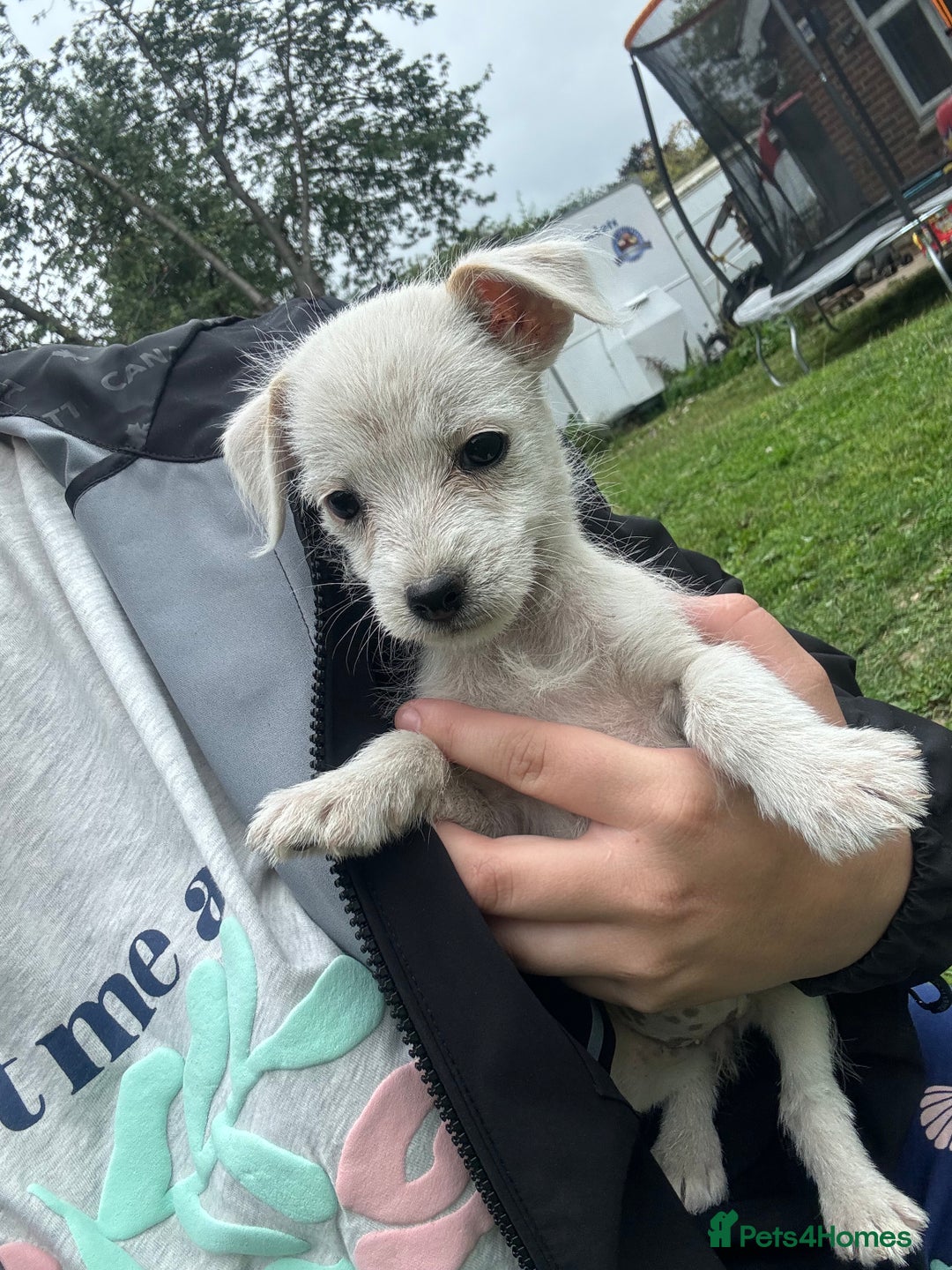 Jack Russell dogs for sale: 7 stunning jack russells for sale - Image 6