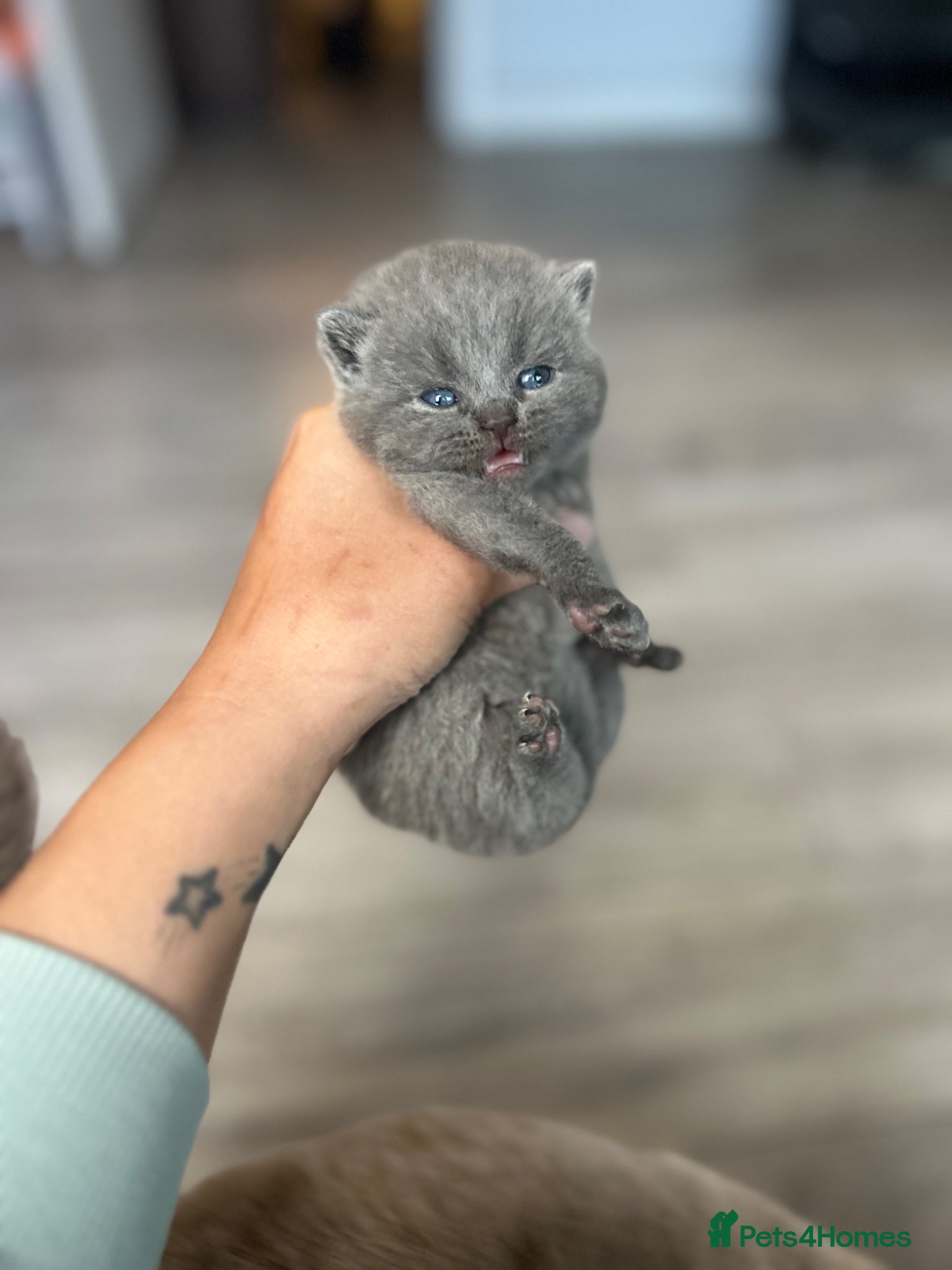 British Shorthair cats for sale: BSH KITTENS 💕💙 - Advert 3