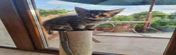 Maine Coon cats for sale: Main coon kittens  in Bristol - Advert 8