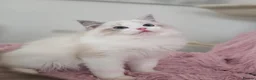 Ragdoll cats for sale: ✨️Champion European lines. Tica registered - Advert 14