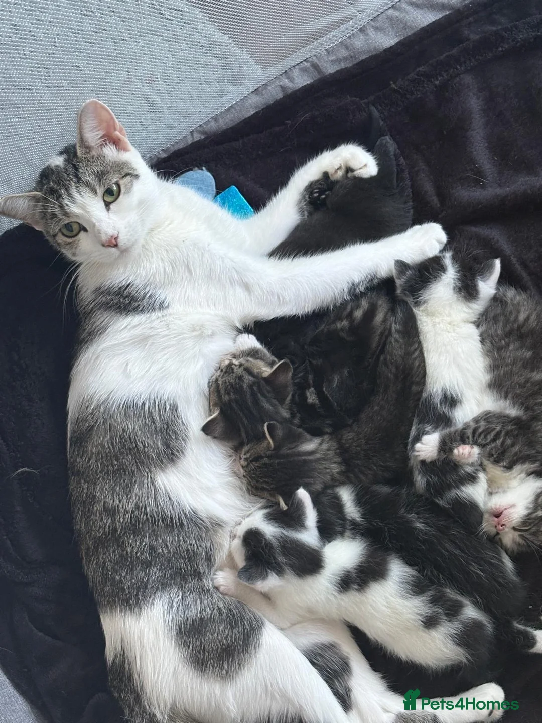 Mixed Breed cats for sale: Mixed breed Kittens in Chelmsford - Advert 16