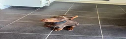 Dobermann dogs for sale: European Dobermann Puppy for sale  - Advert 8