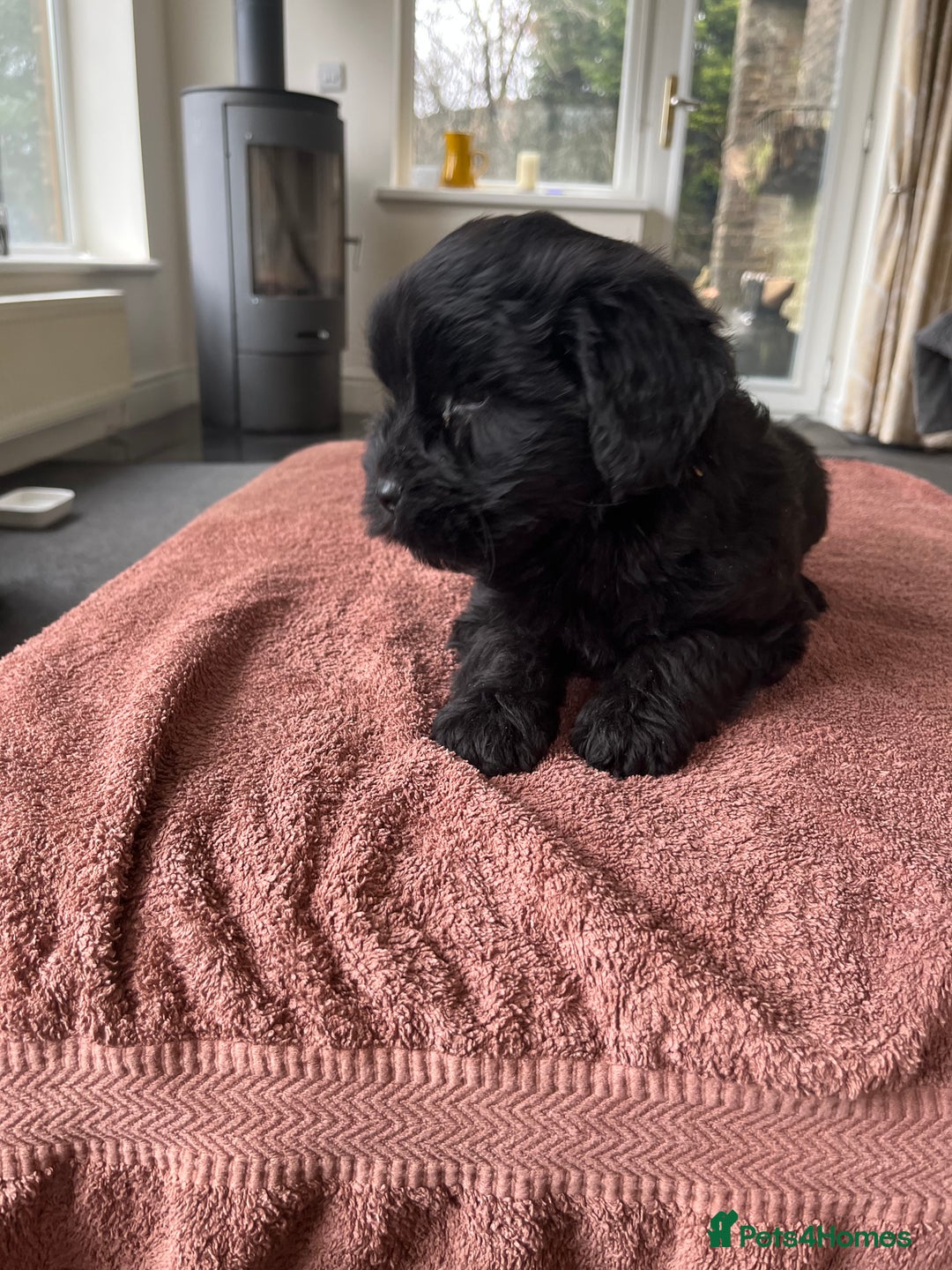 Labradoodle dogs for sale: Beautiful healthy Labradoodle Puppied - Advert 24