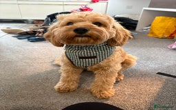 Cavapoo dogs for stud: F1 Cavapoo for stud  - Image 2