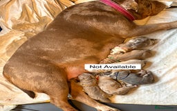 Old Tyme Bulldog dogs for sale: Old Tyme Bull Dog Puppies ( 8 weeks old) - Advert 2