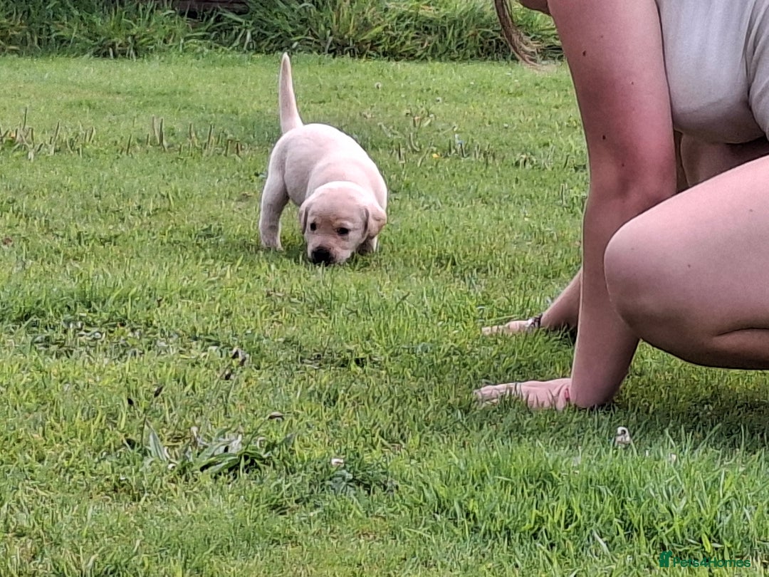 Labrador Retriever dogs for sale: Fifth generation pedigree pups  - Image 7