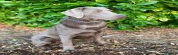 Labrador Retriever dogs for sale:  KC Silver Labrador Retriever  - Advert 8