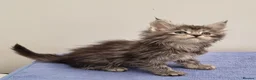 Maine Coon cats for sale: GCCF Pedigree Maine Coon Kittens  - Advert 25