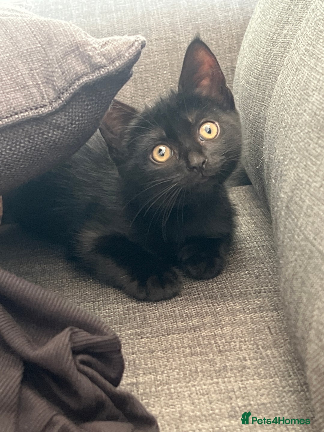 Domestic Shorthair cats for sale: 6 beautiful kittens for sale. - Image 3