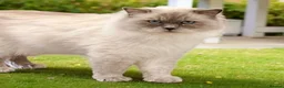 Ragdoll cats for sale: Beautiful full pedigree Ragdoll kittens Seal Blue in Hove - Advert 29