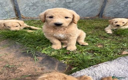 Labradoodle dogs for sale: Health tested chunky and fluffy labradoodles  - Image 18