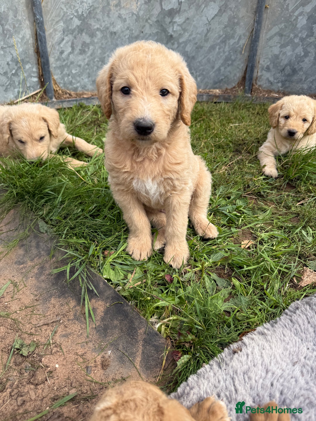 Labradoodle dogs for sale: Health tested chunky and fluffy labradoodles  - Image 18