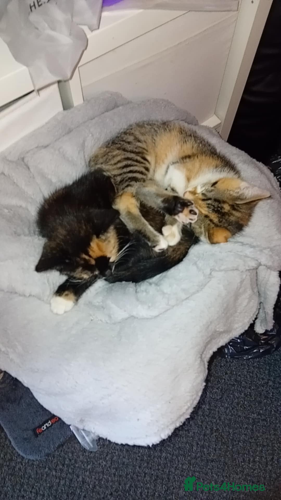 Domestic Shorthair cats for sale: 1 year old sisters  - Advert 6